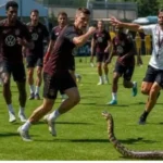 snake