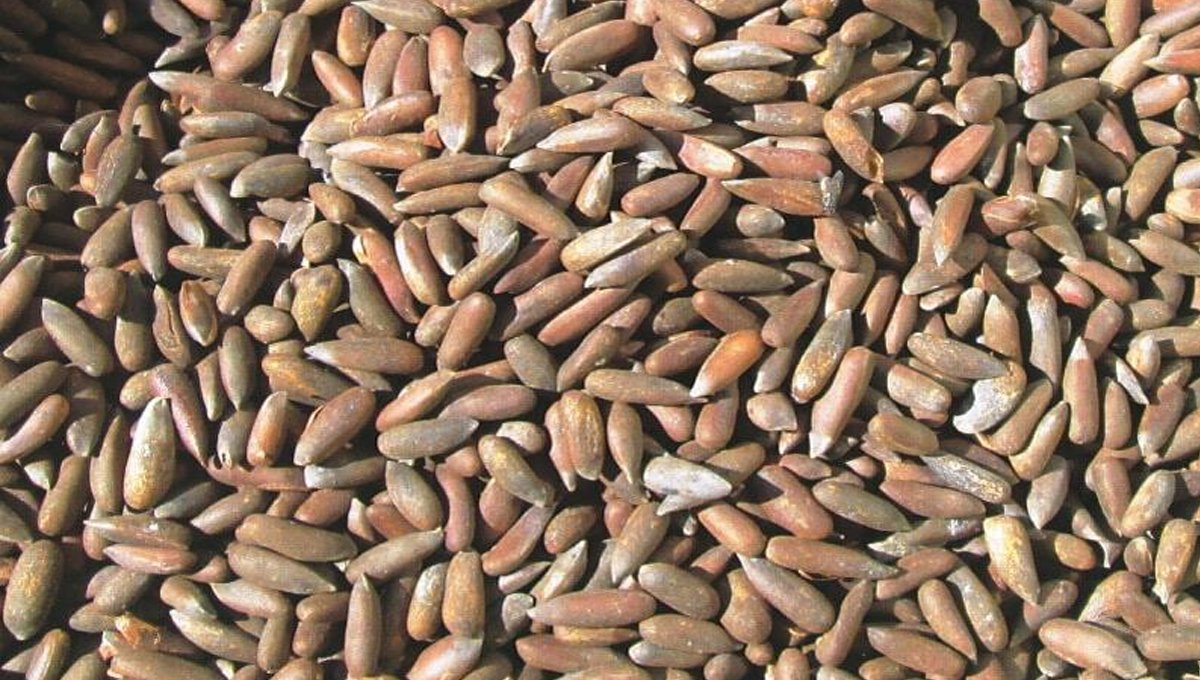 Security Fears Put Waziristan’s Pine Nut Harvest Under Govt Review