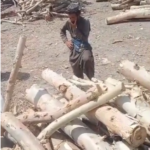 deforestation