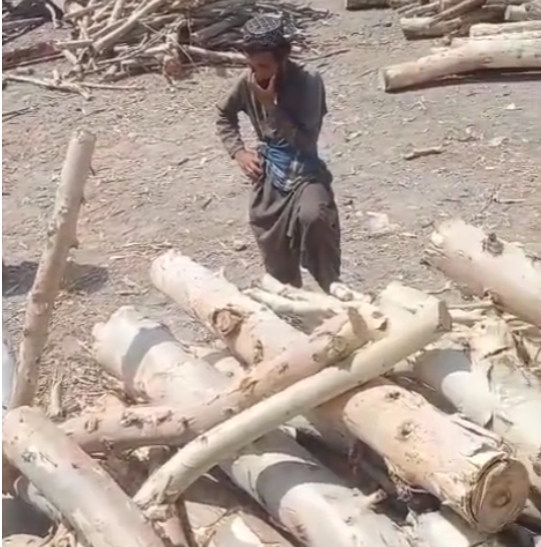 deforestation