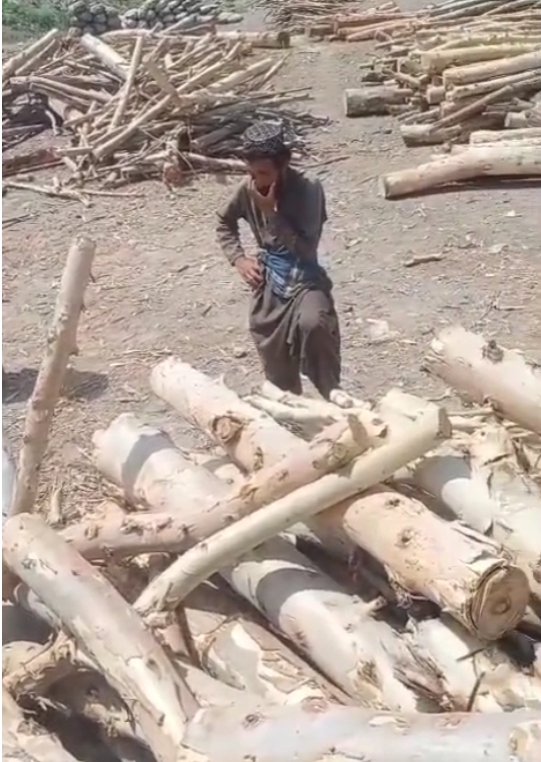 Wana leader expressed concern over growing deforestation  