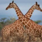 giraffes