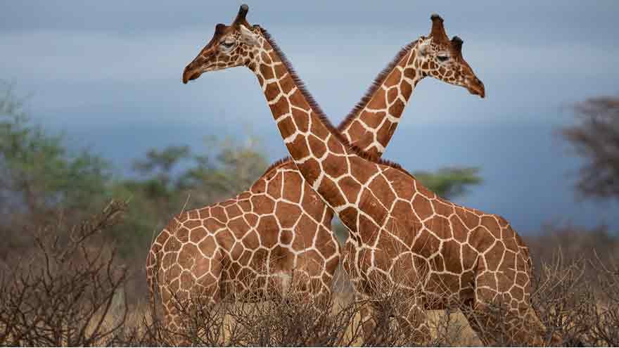 Researchers Reveal Giraffes Can Count