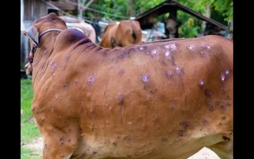 KP Livestock at Risk as Lumpy Skin and Foot-and-Mouth Diseases Spread