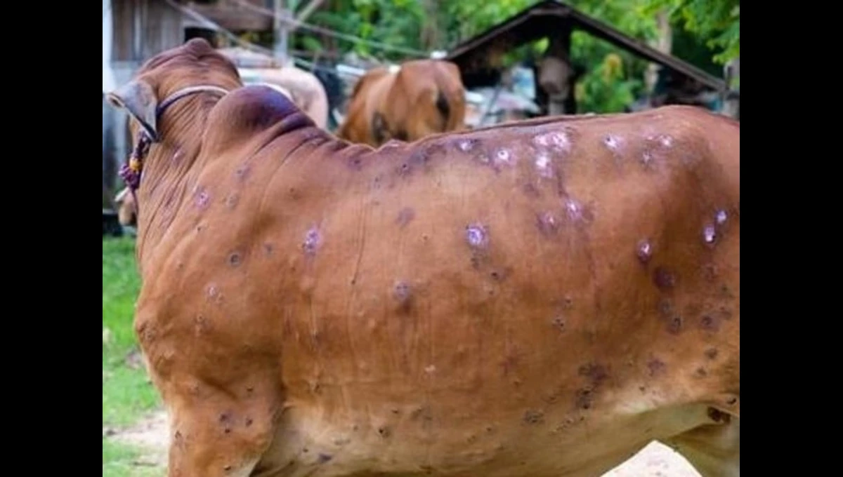Lumpy skin disease affects hundreds of livestock in KP, several die