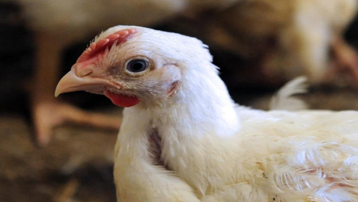 Peshawar Raid: Over 2,000 Dead Chickens Seized, Supplier Arrested