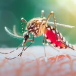 dengue