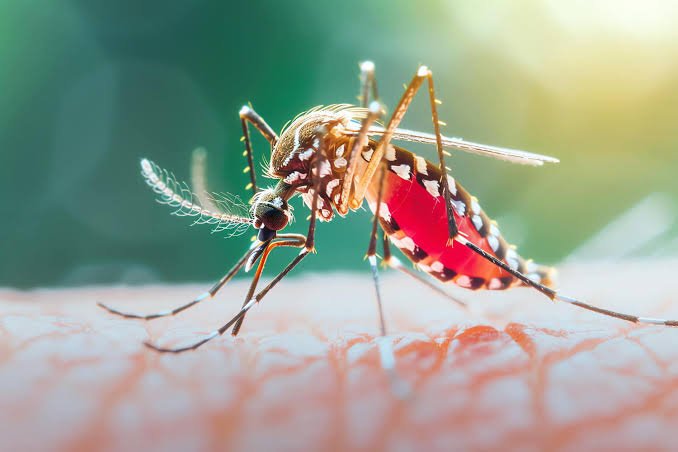 KP’s Dengue Cases Keep Rising—Latest Figures