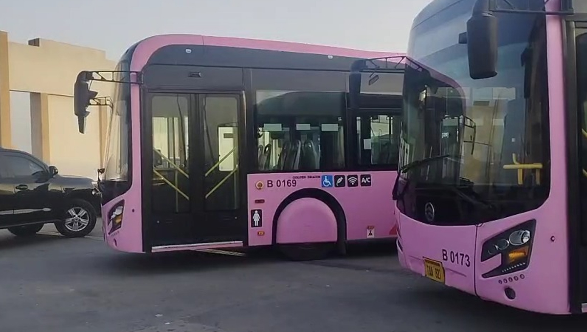 Pink Buses Hit Peshawar Roads as BRT Expands Fleet