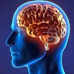 brain