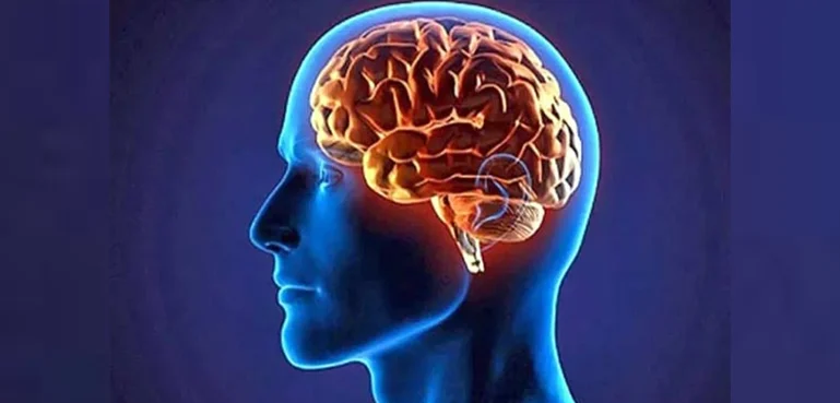 Study reveals surprising findings about the human brain