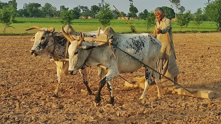 Old is Gold- Farmers Return to Bullocks Instead of Tractors amid high fuel prices