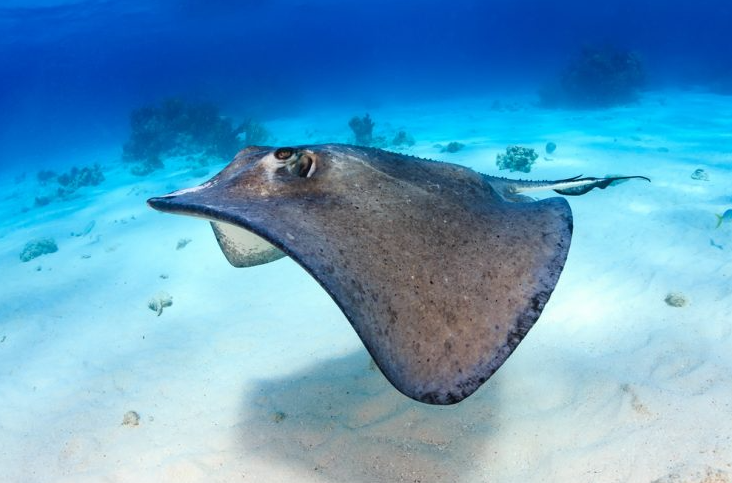 Bat-shaped body with leopard-like spots: What is this strange creature seen on Pakistani coasts?