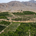 How did Balochistan lead all provinces in Olive cultivation?