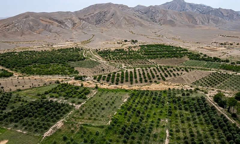 How did Balochistan Leads All Provinces in Olive Cultivation?