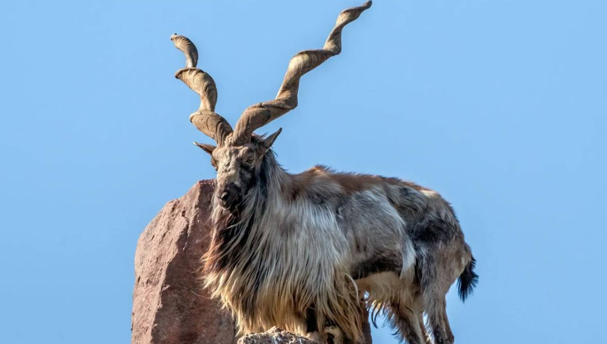 Record-Breaking Markhor Auction: Four Permits Sell for Over Rs335 Million